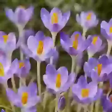 Tommasinianus Barr's Purple